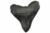 Serrated, Fossil Megalodon Tooth - South Carolina #362238-2